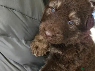 German Shepherd dogs German Shepherd Puppies for sale - Advert 2