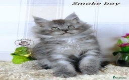 Maine Coon cats for sale: Stunning Maine coon kittens TICA registration - Image 9