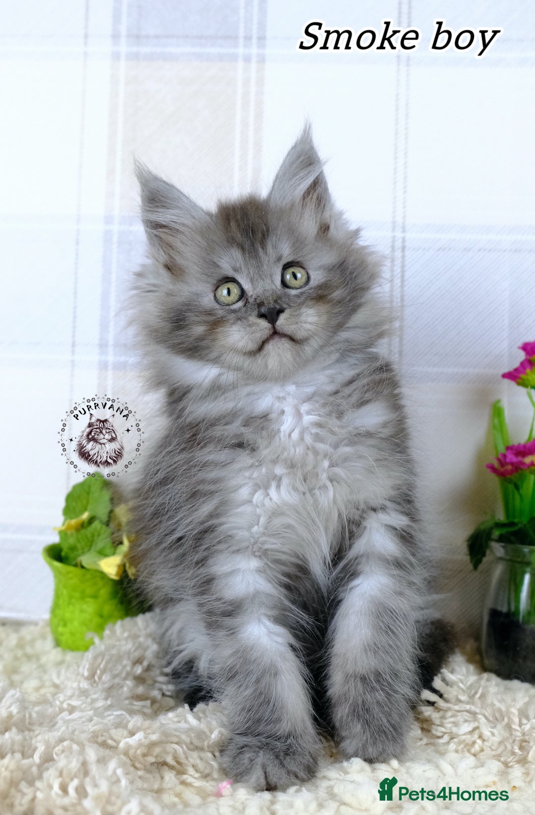 Maine Coon cats for sale: Stunning Maine coon kittens TICA registration - Image 9