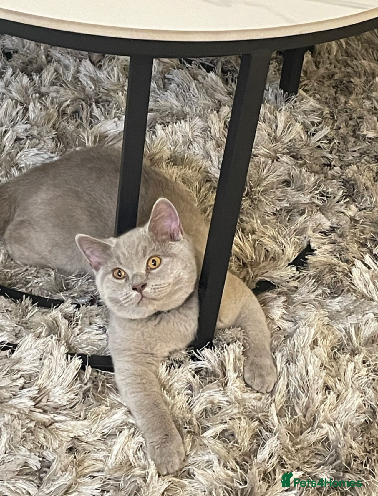 British Shorthair cats British Short Hair for sale - Advert 1