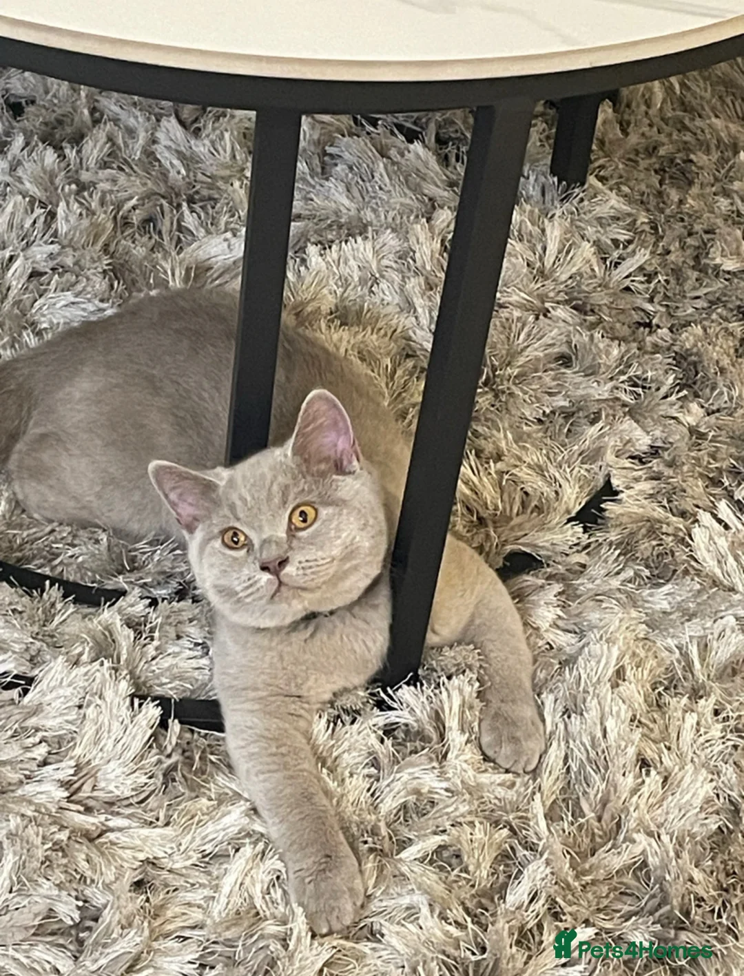 British Shorthair cats for sale: British Short Hair for sale in Birmingham - Advert 1