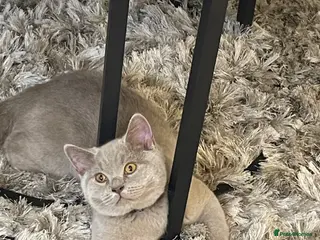 British Shorthair cats British Short Hair for sale - Advert 2