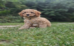 Cavapoo dogs for sale: Male cavapoo - Image 7