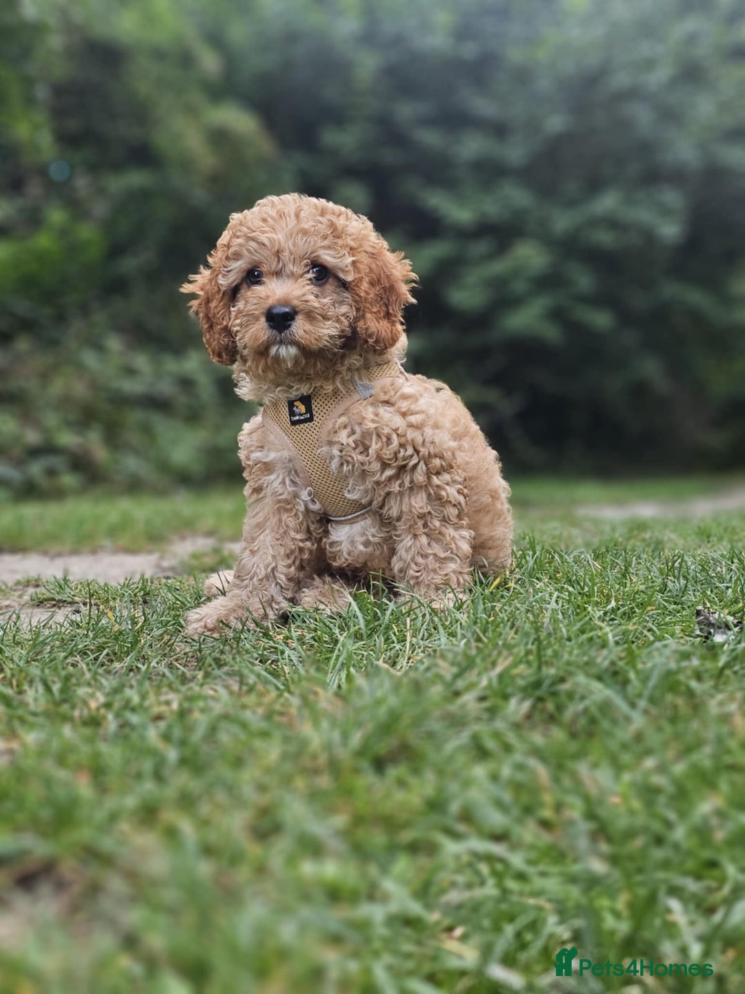 Cavapoo dogs for sale: Male cavapoo - Image 7