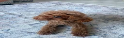 Toy Poodle dogs for sale: Toy poodle  - Advert 6