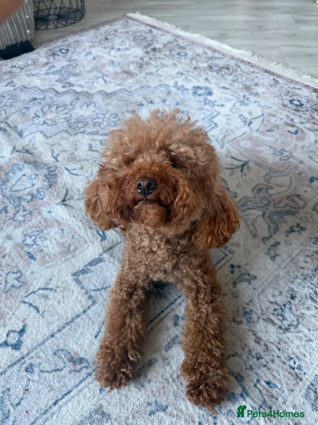 Toy Poodle dogs for sale: Toy poodle  - Advert 6