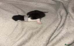 Domestic Shorthair cats for sale: Kittens for sale  - Image 12