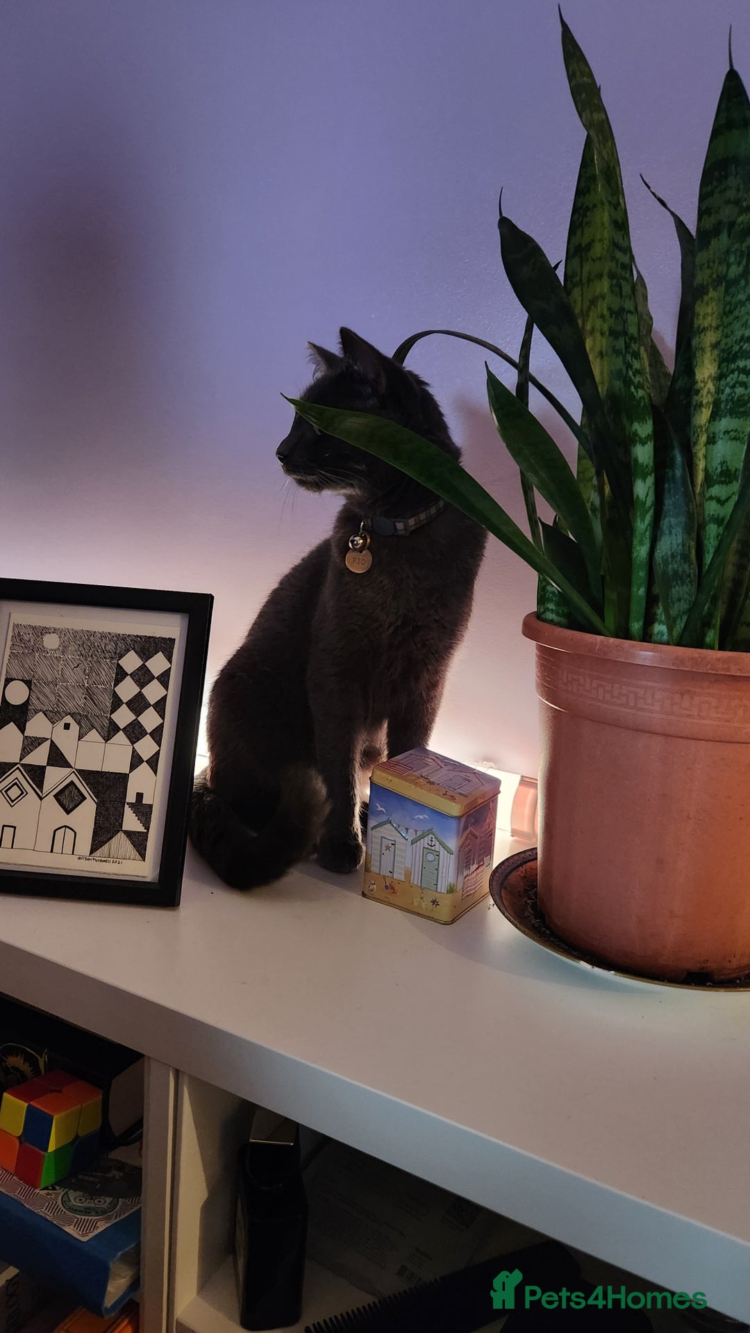 Russian Blue cats for sale: Friendly Indoor Russian blue male (1 year old) - Advert 7