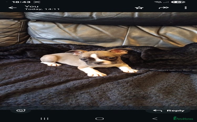 French Bulldog dogs - Advert 10