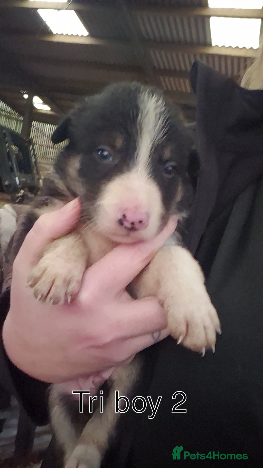 Border Collie dogs for sale: Collie Pups - Advert 5