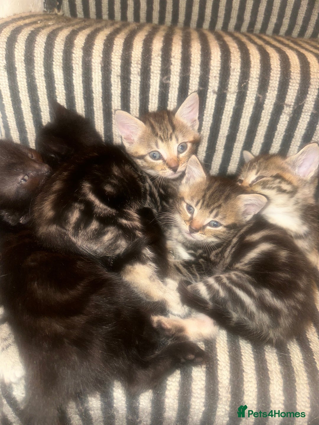 Mixed Breed cats for sale: 3 Beautiful Kittens Remaining  - Image 12