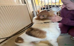 Mixed Breed dogs for adoption: Freud - Norwich Norfolk  - Advert 15