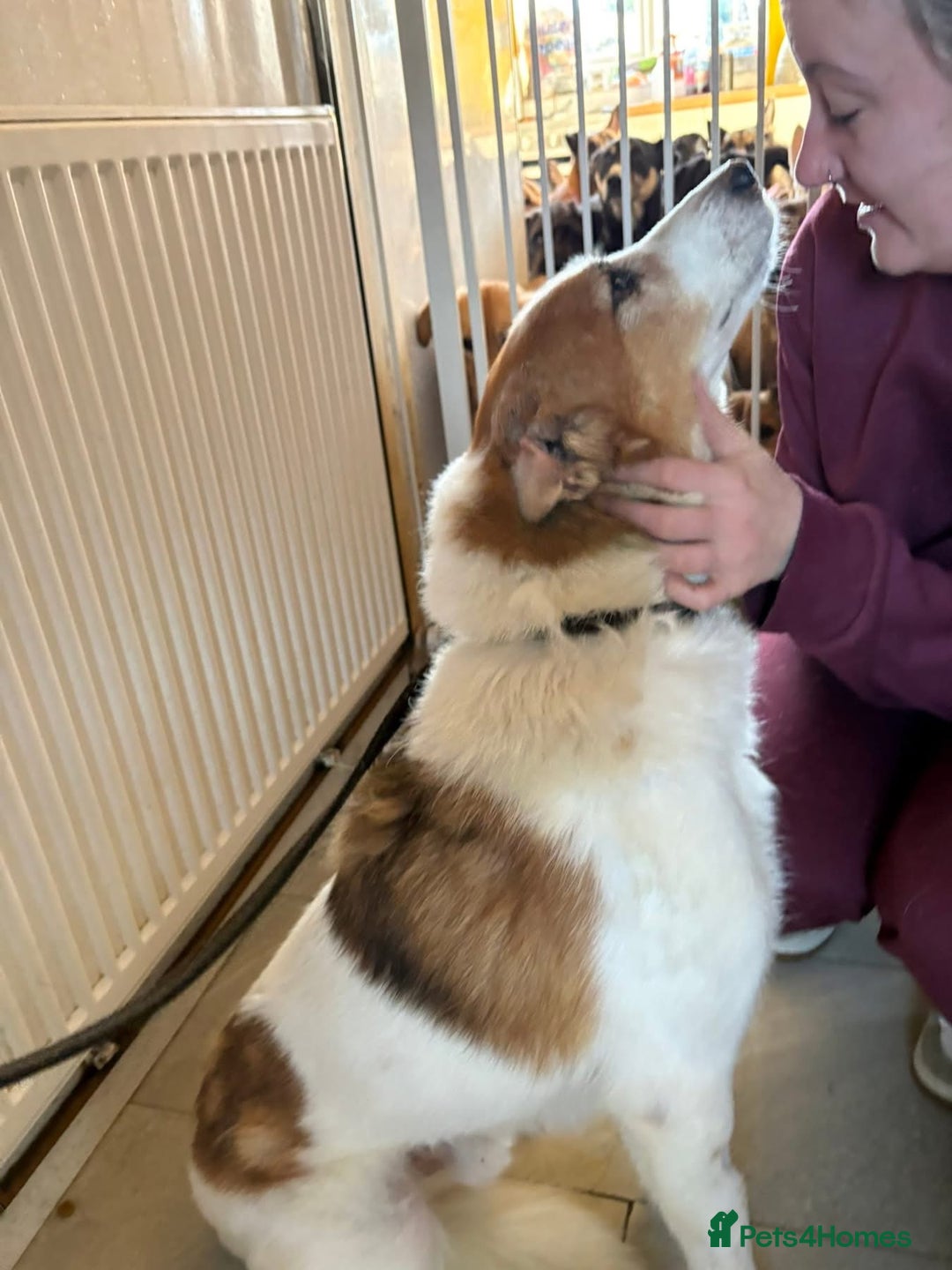 Mixed Breed dogs for adoption: Freud - Norwich Norfolk  - Advert 15