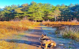 German Shepherd dogs for stud: Belgian malinois cross German shepherd - Image 1