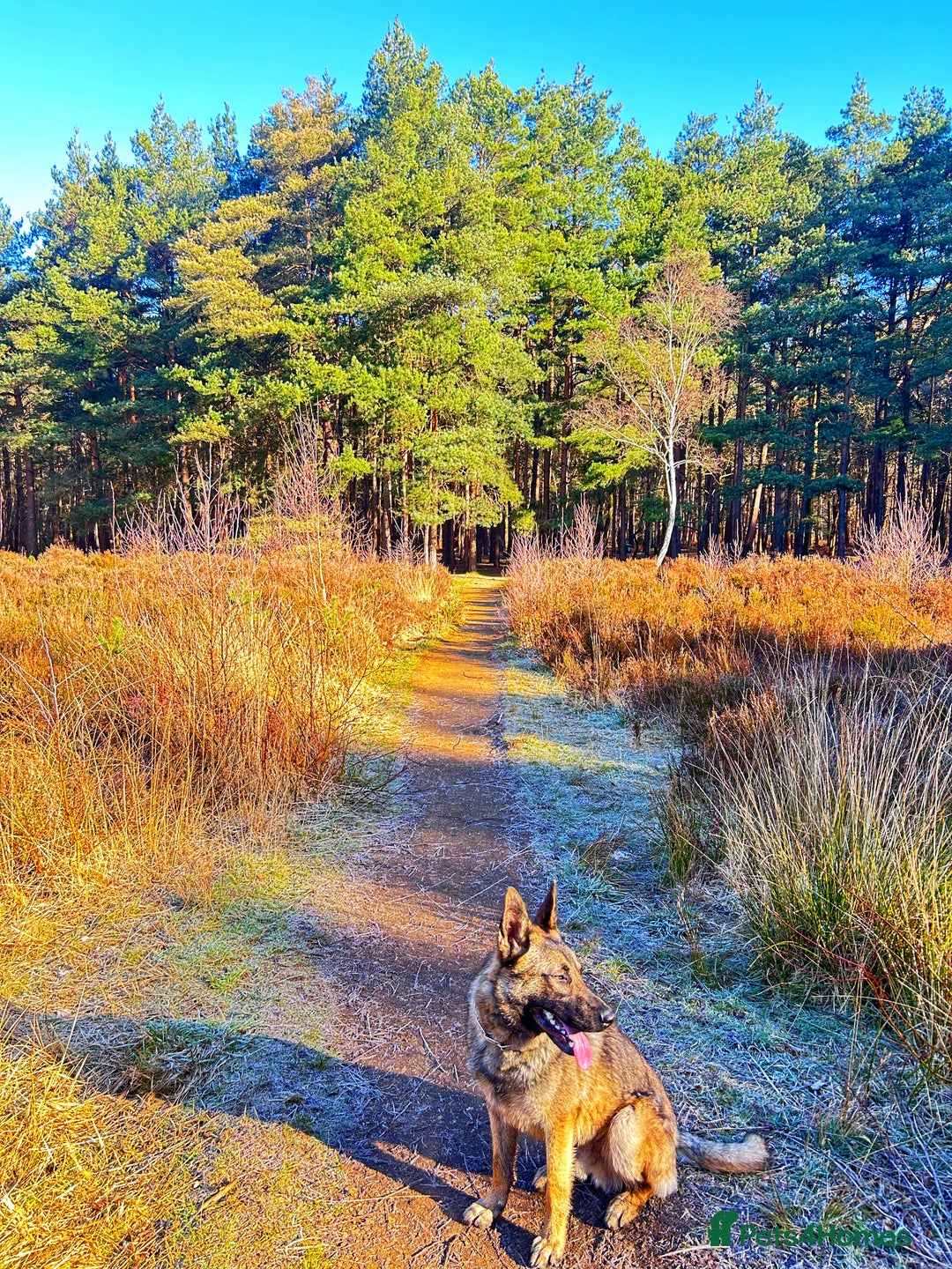German Shepherd dogs for stud: Belgian malinois cross German shepherd - Image 1