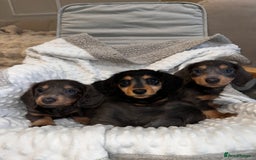 Miniature Dachshund dogs for sale: Miniature long hair dachshund 🤍 - Image 4