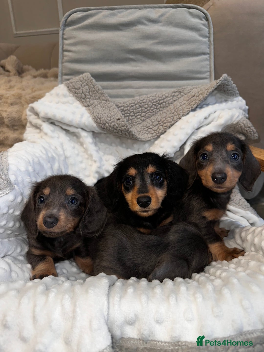 Miniature Dachshund dogs for sale: Miniature long hair dachshund 🤍 - Image 4