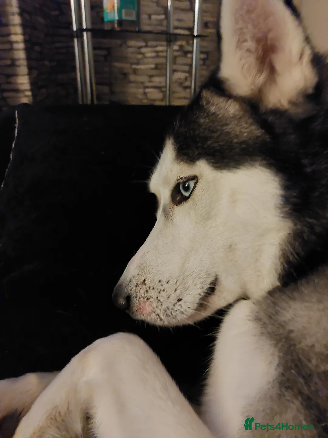 Siberian Husky dogs for stud: BLUE EYED HUSKY FOR STUD in Doncaster - Advert 18