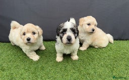 Morkie dogs for sale: Beautiful Maltese x Yorkie puppies  - Image 3