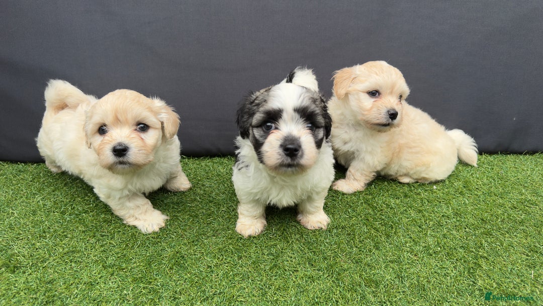 Morkie dogs for sale: Beautiful Maltese x Yorkie puppies  - Image 3