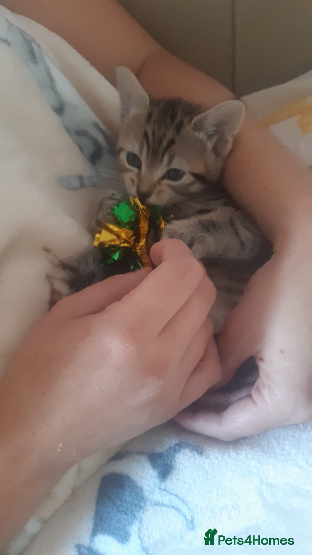 Mixed Breed cats for sale: Male tabby  - Image 3