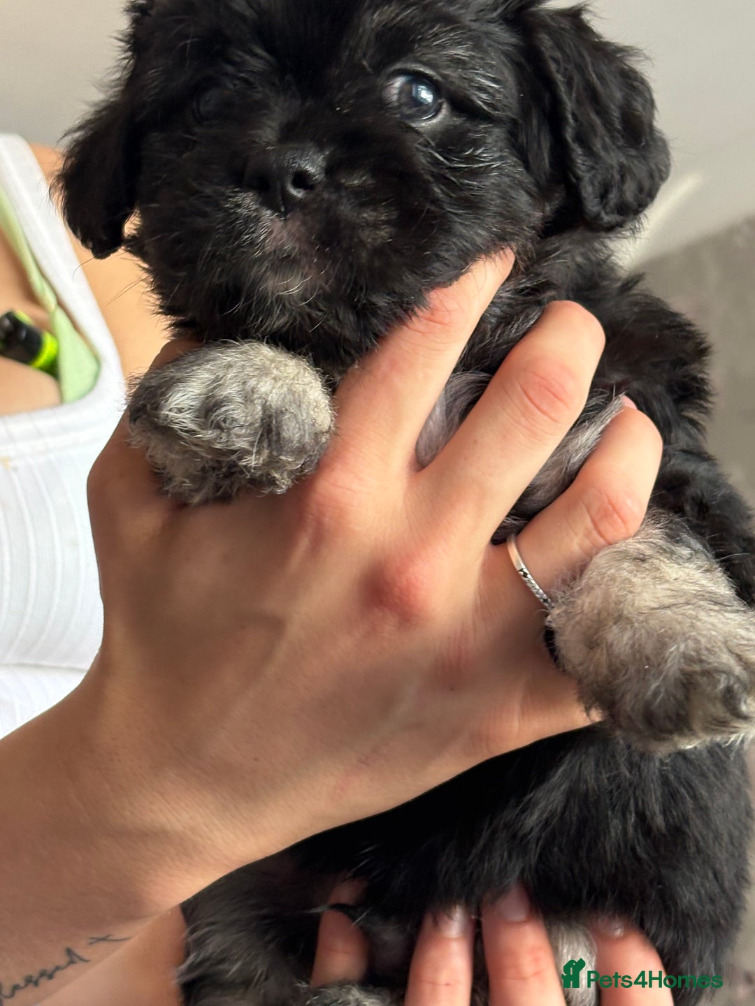 Mixed Breed dogs for sale: Beautiful Froodle pups dad pink carrier - Image 14