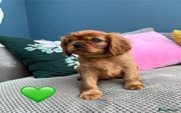 Cavalier King Charles Spaniel dogs for sale: Beautiful Ruby boys - Image 8