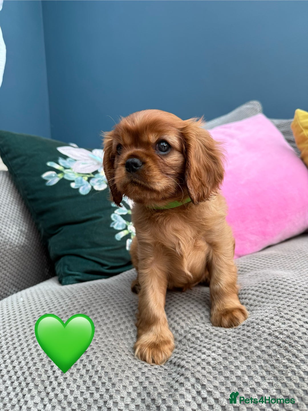 Cavalier King Charles Spaniel dogs for sale: Beautiful Ruby boys - Image 8