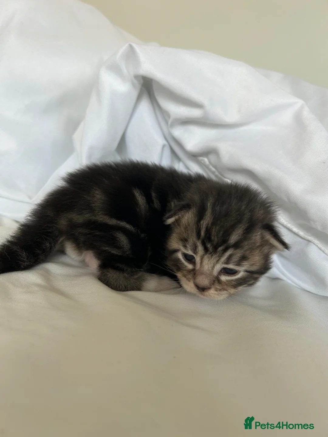 Mixed Breed cats for sale: Male black and white kitten for sale  - Advert 5