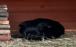 Guinea Pig rodents for sale: Two male guinea pigs  - Image 4