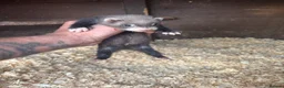 Ferret rodents for sale: 6 hob ferret kits for sale in Atherstone - Advert 3