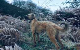 Mixed Breed dogs for sale: Bedlington Whippet x KC Bedlington Terrier Puppies - Image 4