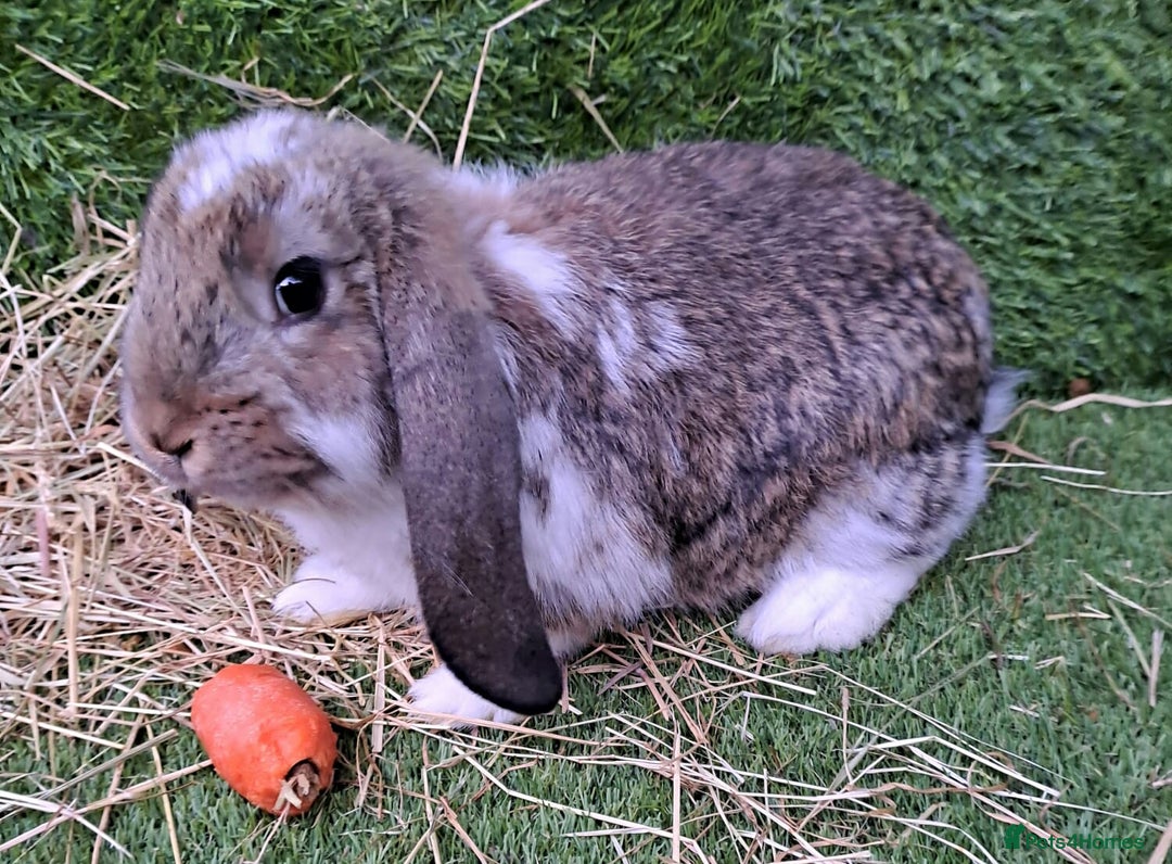 French Lop rabbits for sale: Giant French Lop Planned Litters - Vaccinated   - Image 24