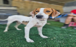 Mixed Breed dogs for adoption: FABIAN - 15 mth old, Male, Pointer type - Image 10
