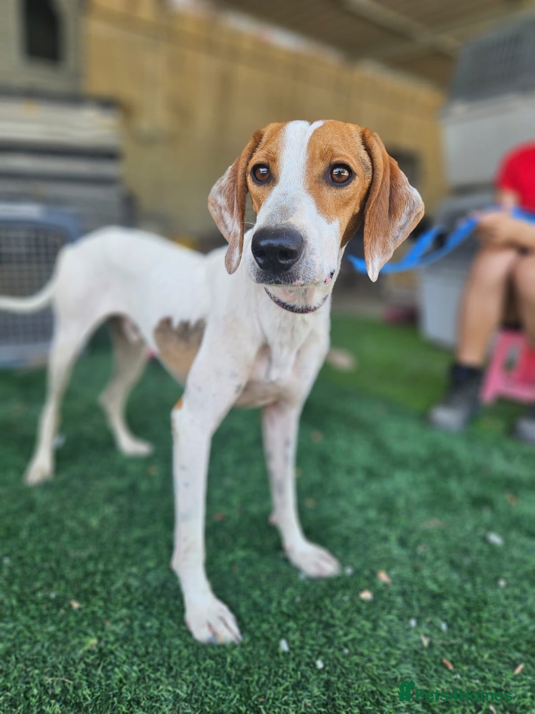 Mixed Breed dogs for adoption: FABIAN - 15 mth old, Male, Pointer type - Image 10