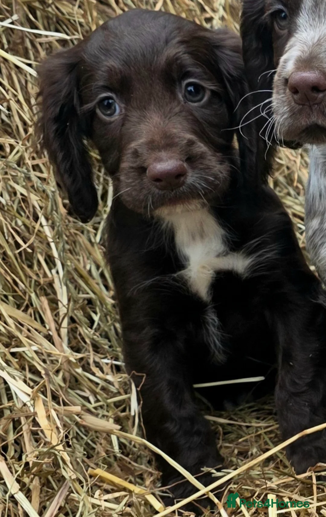 Cocker Spaniel dogs for sale: READY TO LEAVE NOW Working cocker spaniel puppies - Advert 2