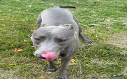 Mixed Breed dogs for sale: Handsome grey Lurcher 9 month old   - Image 3