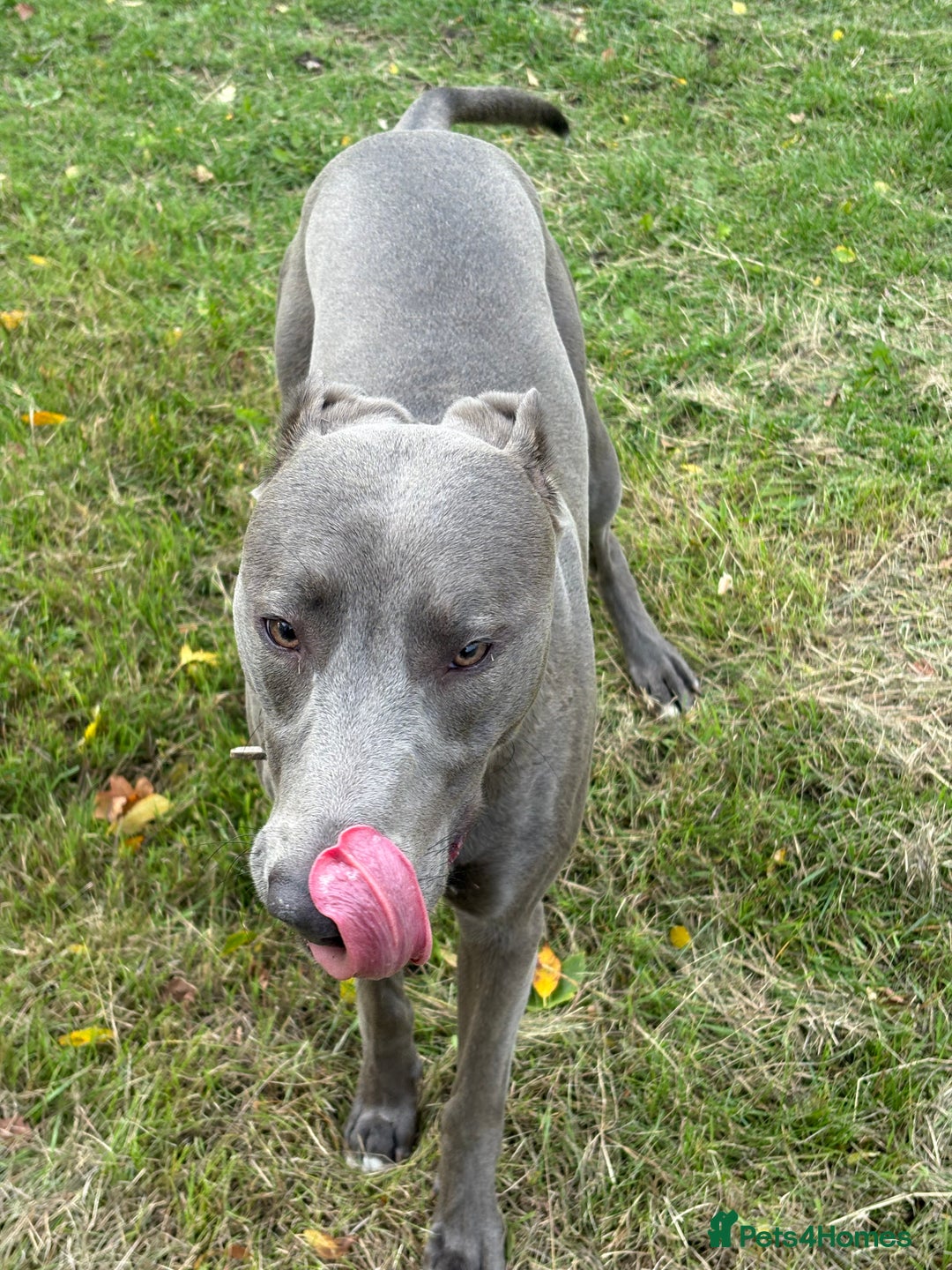 Mixed Breed dogs for sale: Handsome grey Lurcher 9 month old   - Image 3