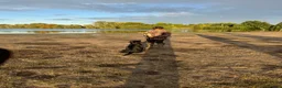 Labrador Retriever dogs for sale: Stunning litter  - Advert 4
