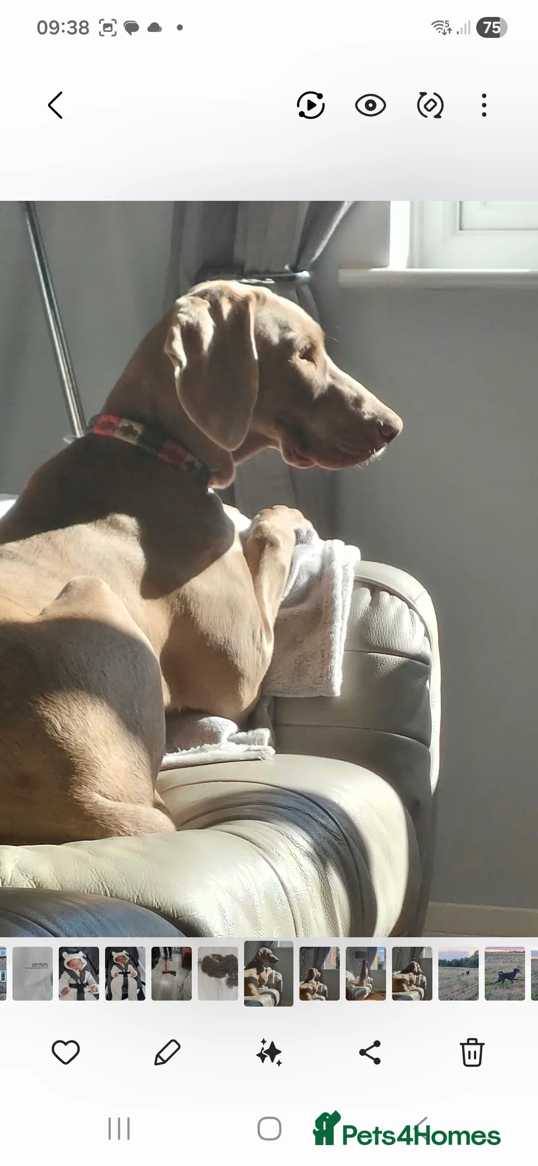 Weimaraner dogs for sale: Weimaraner KC Reg GUNALT CHAMPION BLOODLINE  - Advert 7