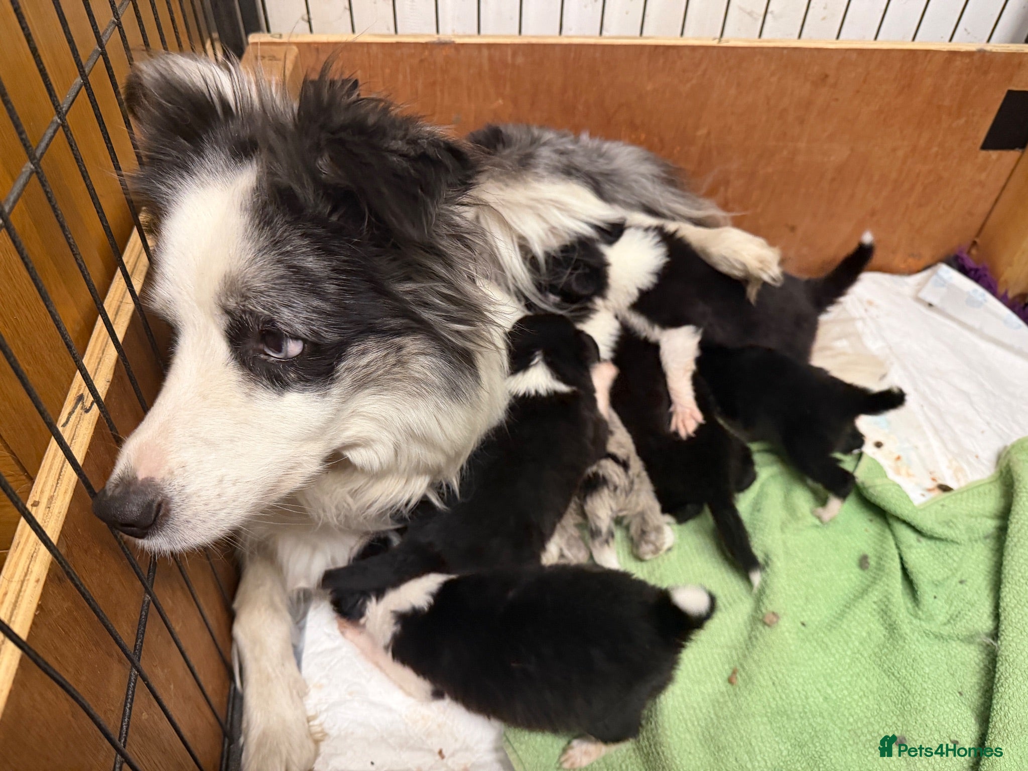 Border Collie dogs Lovely Blue Merle Border Collie Puppies - Advert 1