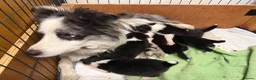 Border Collie dogs for sale: Lovely Blue Merle Border Collie Puppies - Advert 1