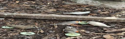 Finches birds for sale: Zebra finches for sale  in Bristol - Advert 1