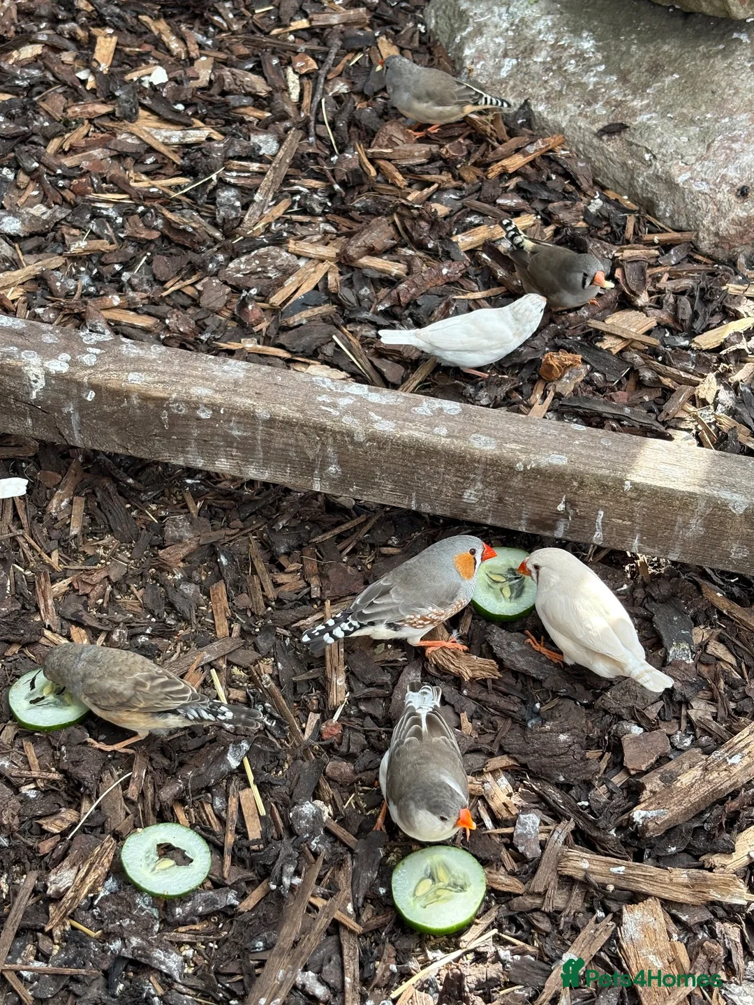 Finches birds for sale: Zebra finches for sale  in Bristol - Advert 1