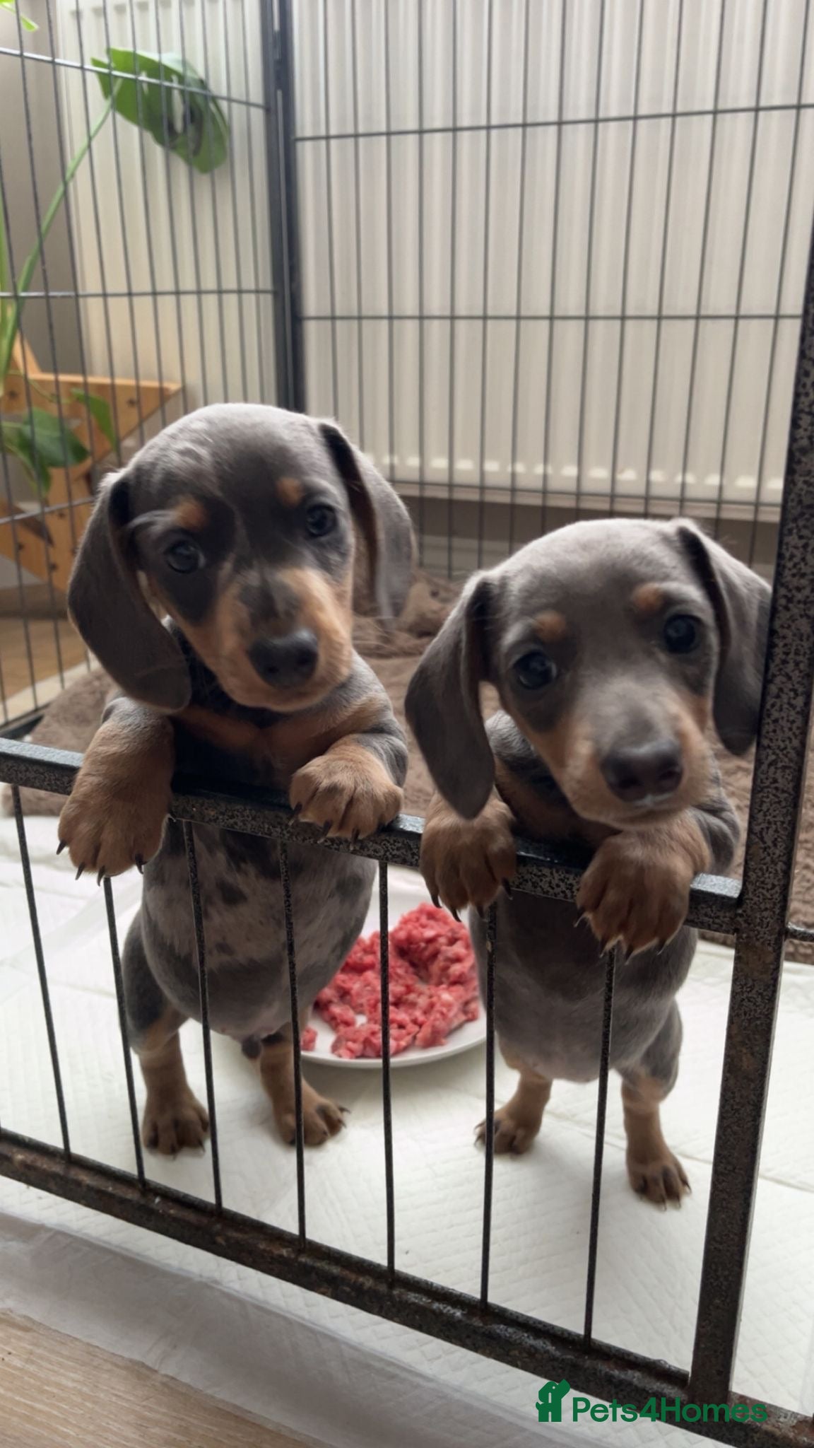 Miniature Dachshund dogs Kc registered miniature dachshund  - Advert 16