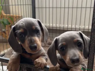 Miniature Dachshund dogs Kc registered miniature dachshund - Advert 1