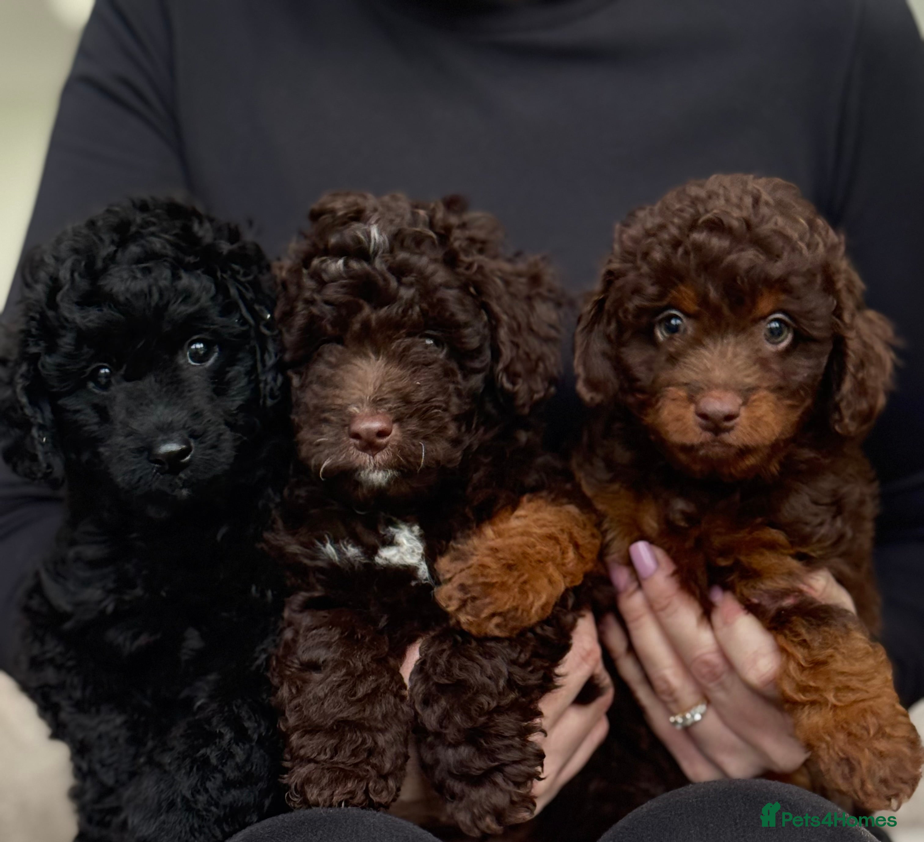 Aussiedoodle dogs READY NOW! Miniature Aussiedoodle Pups 🩷 - Advert 17