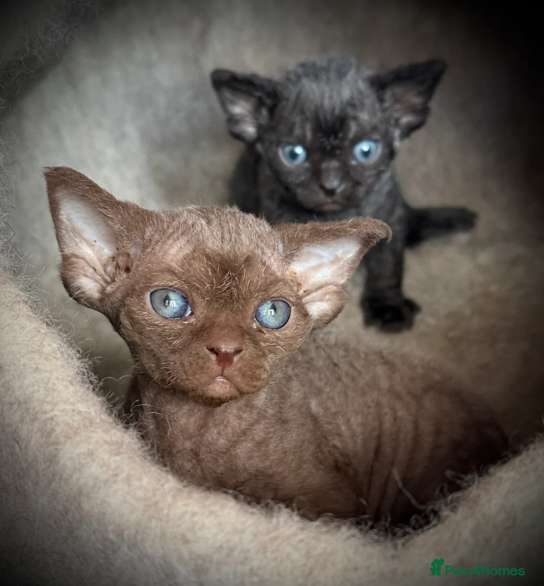 Devon Rex cats for sale: Devon Rex Kittens –GCCF Last kitten available BOY  - Advert 15