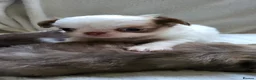 Chihuahua dogs for sale: Beautiful long haired chihuahua puppies - Advert 6