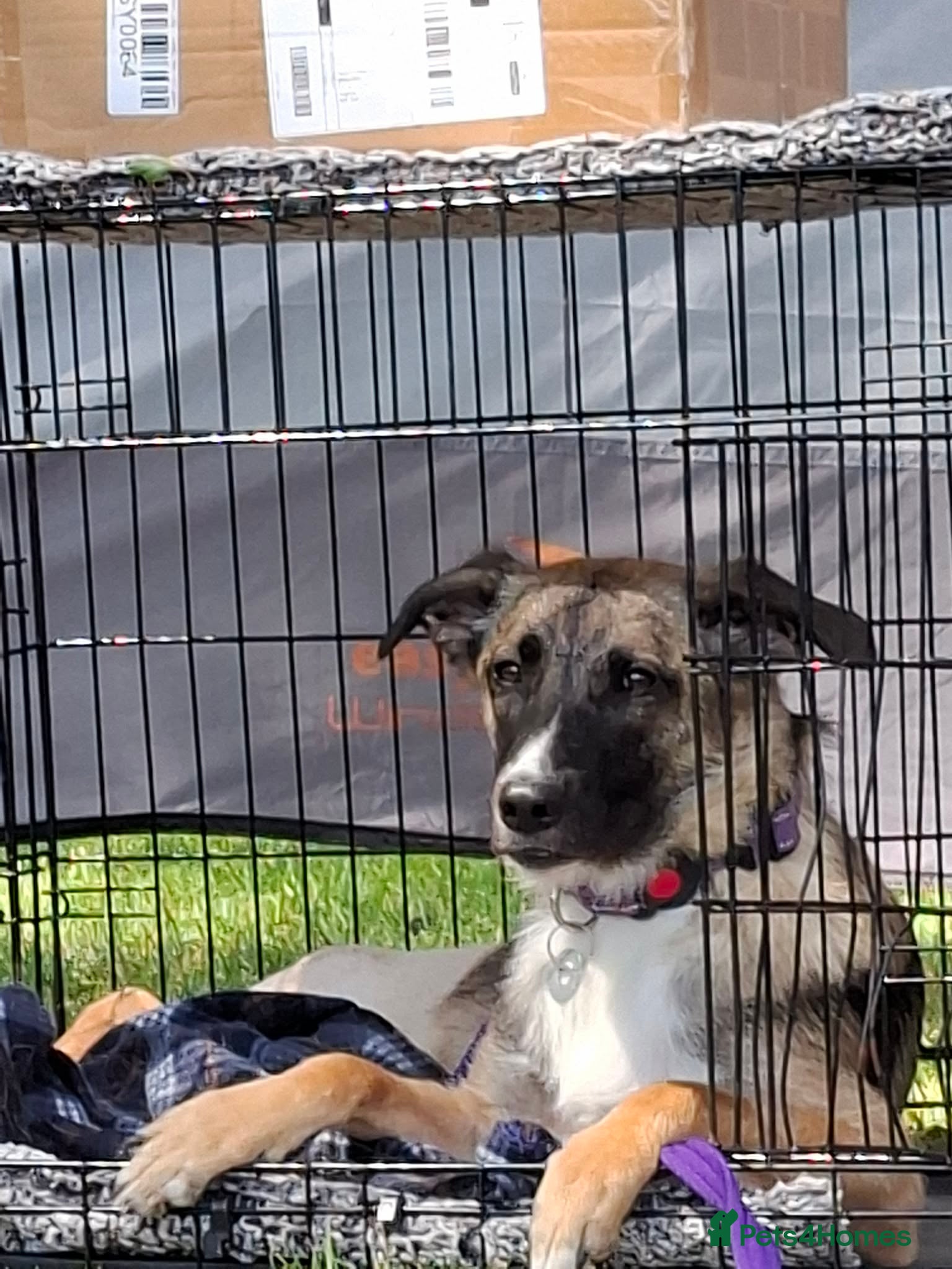 Mixed Breed dogs for adoption: Rox - north Walsham Norfolk  in North Walsham - Advert 9